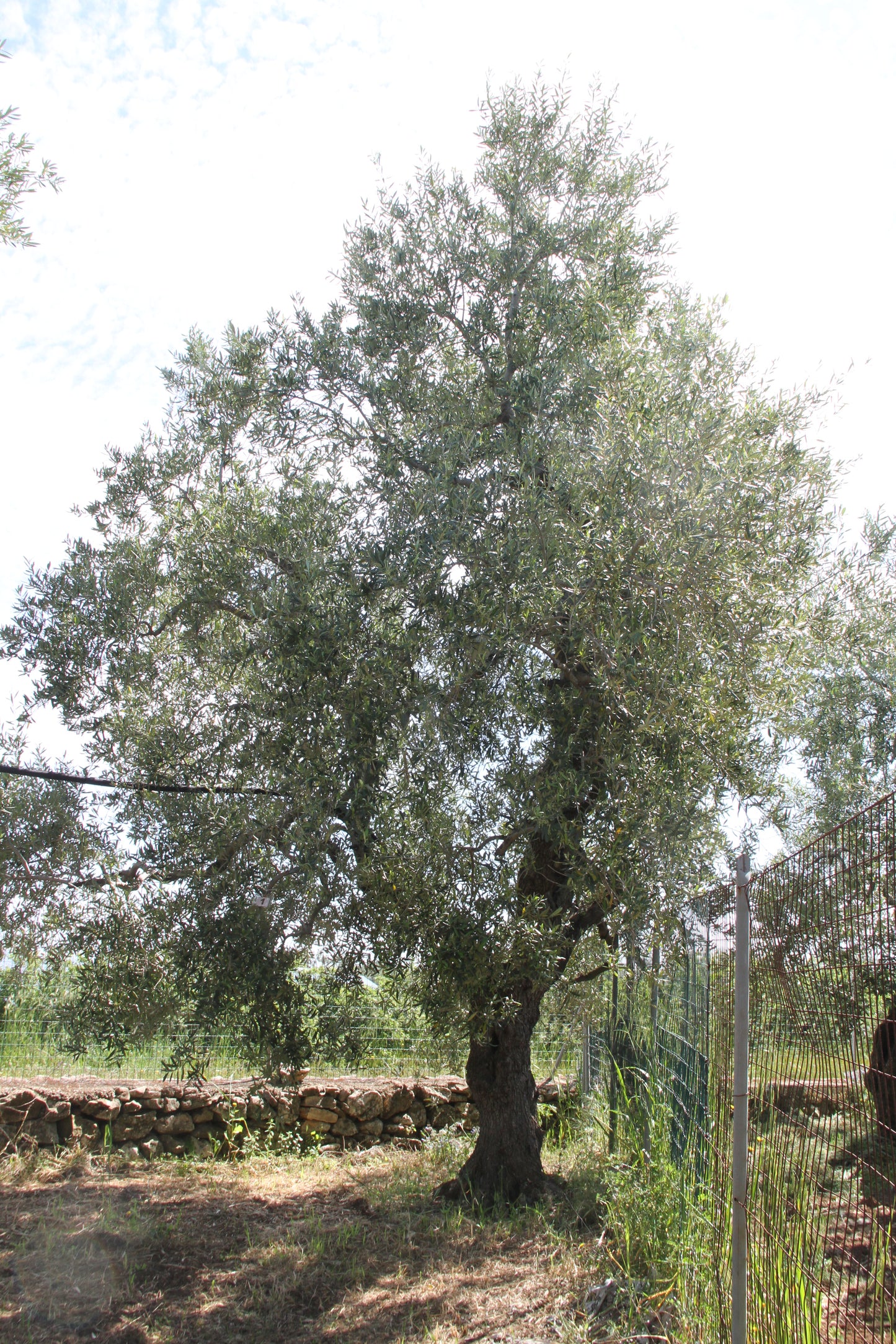 Olivenbaum 1