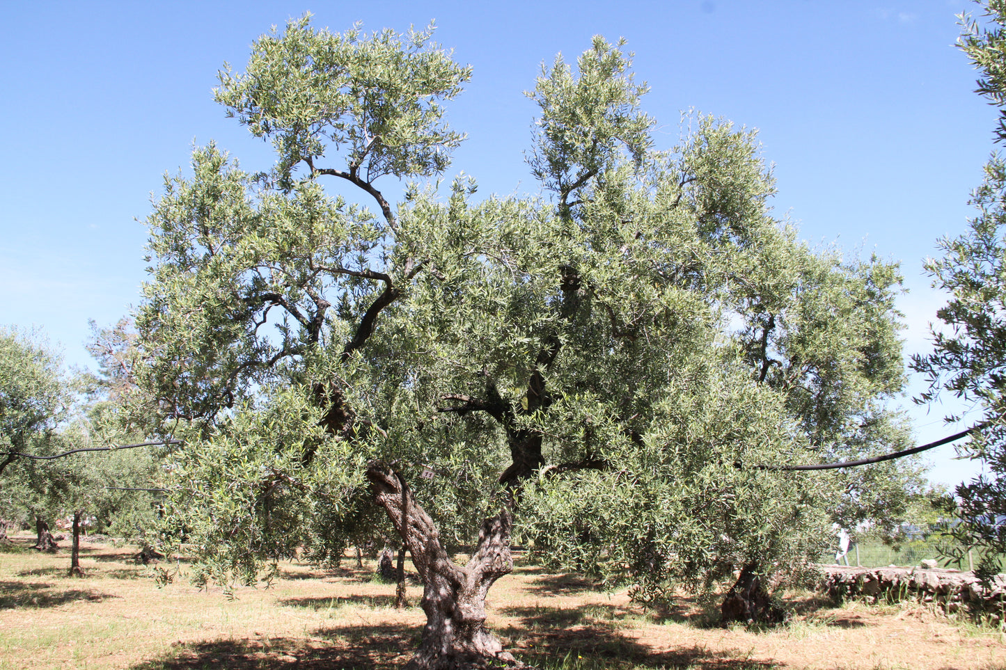 Olivenbaum 11