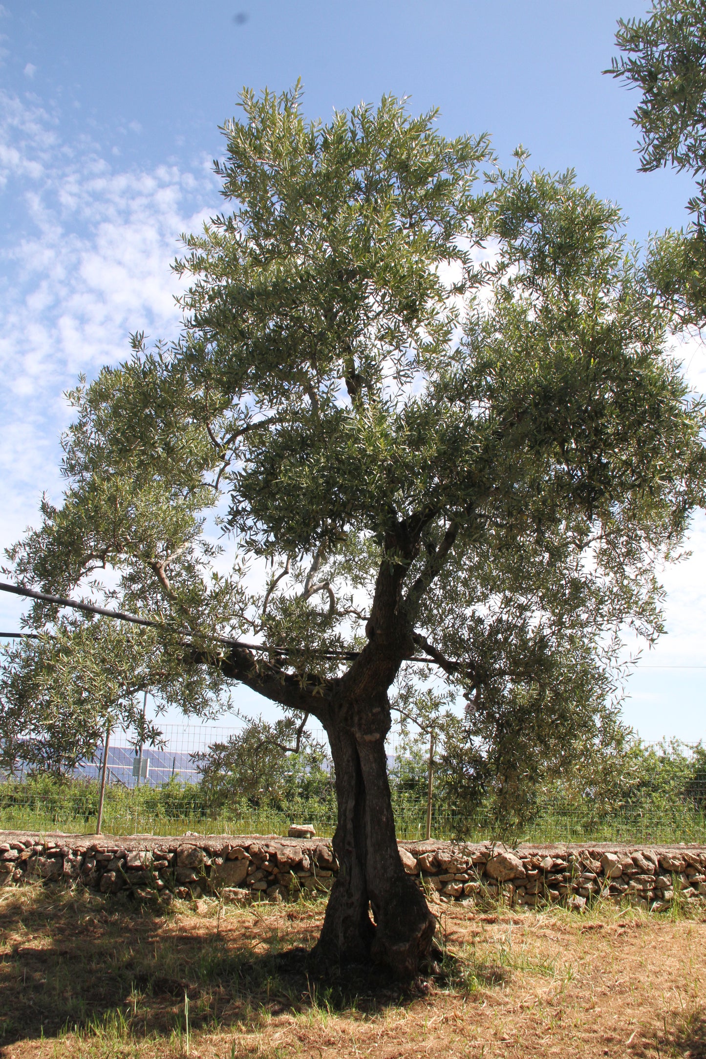 Olivenbaum 12