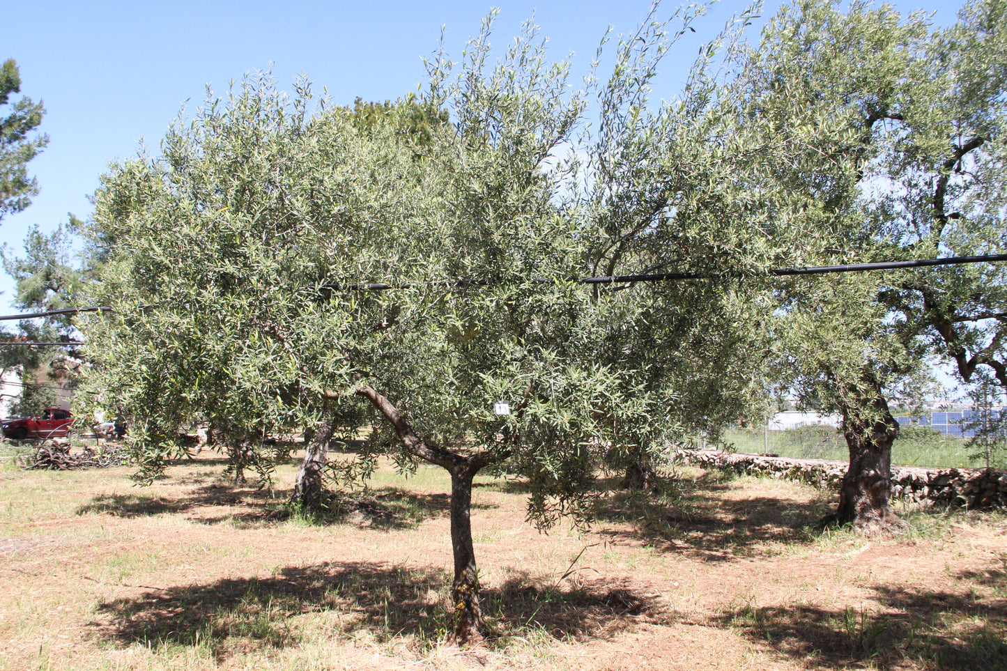 Olive tree 13