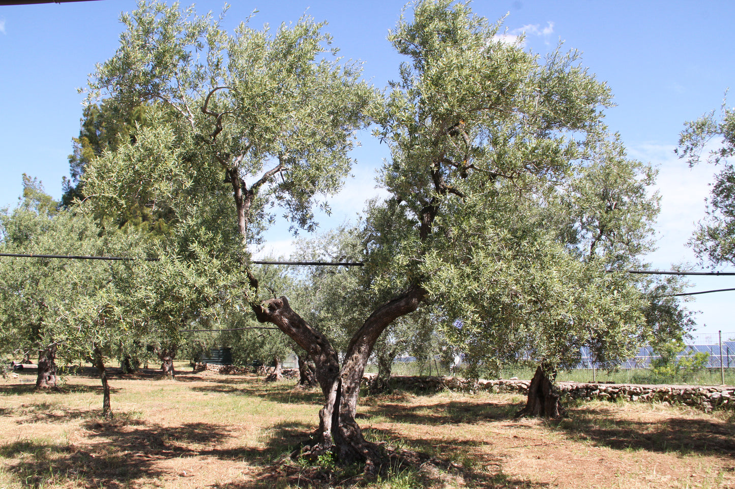 Olive tree 15