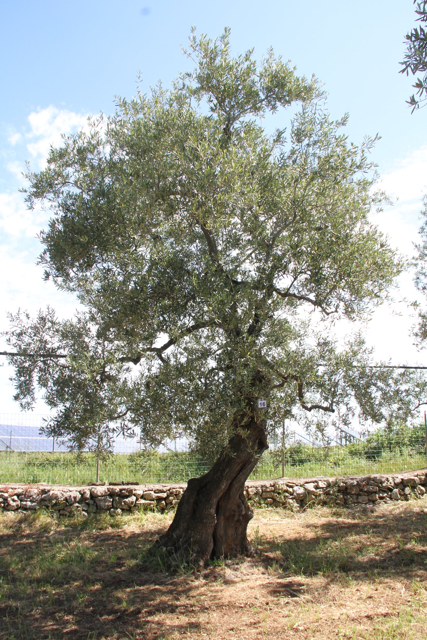 Olive tree 16