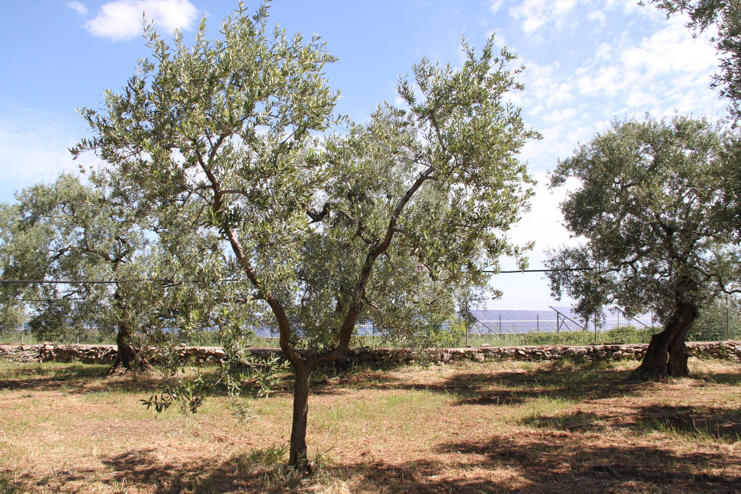Olivenbaum 17