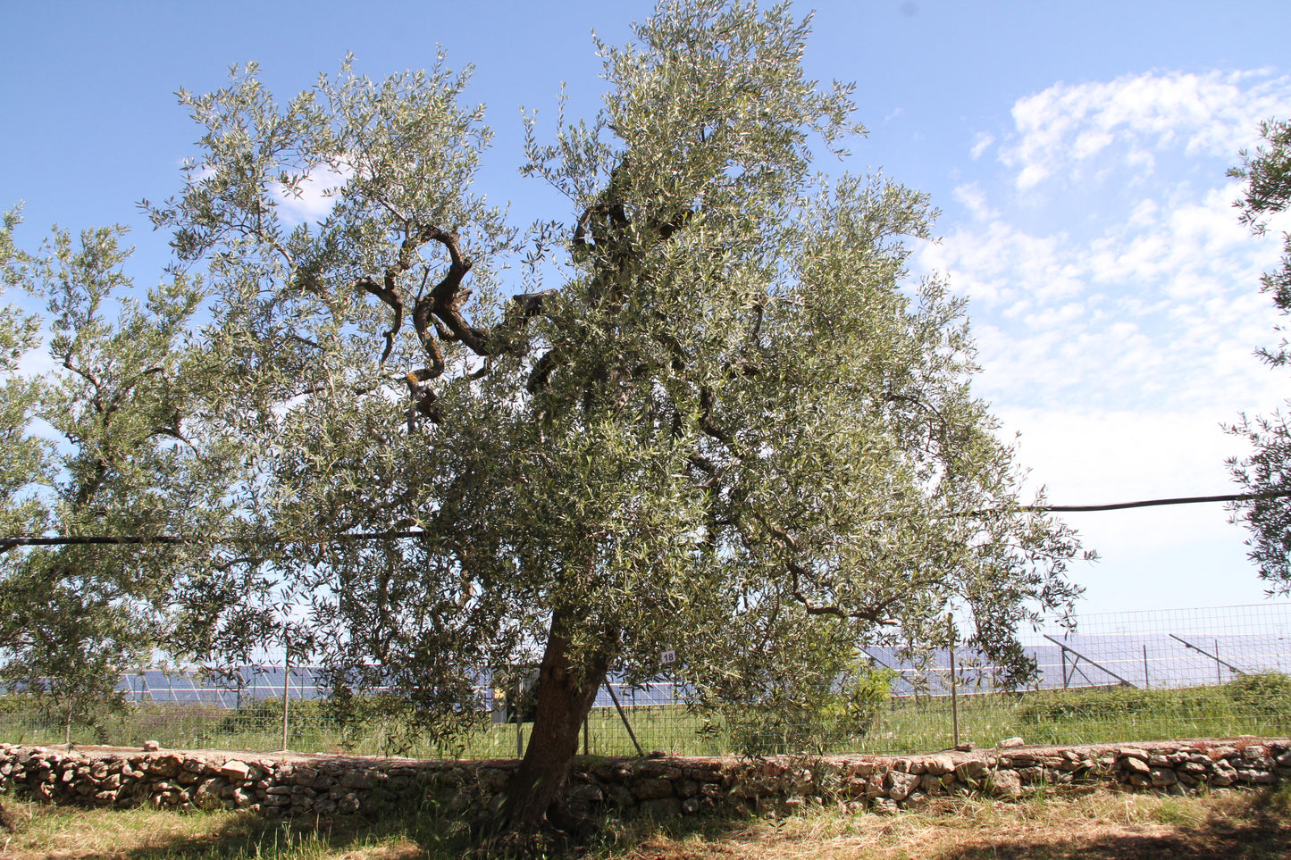 Olive tree 18