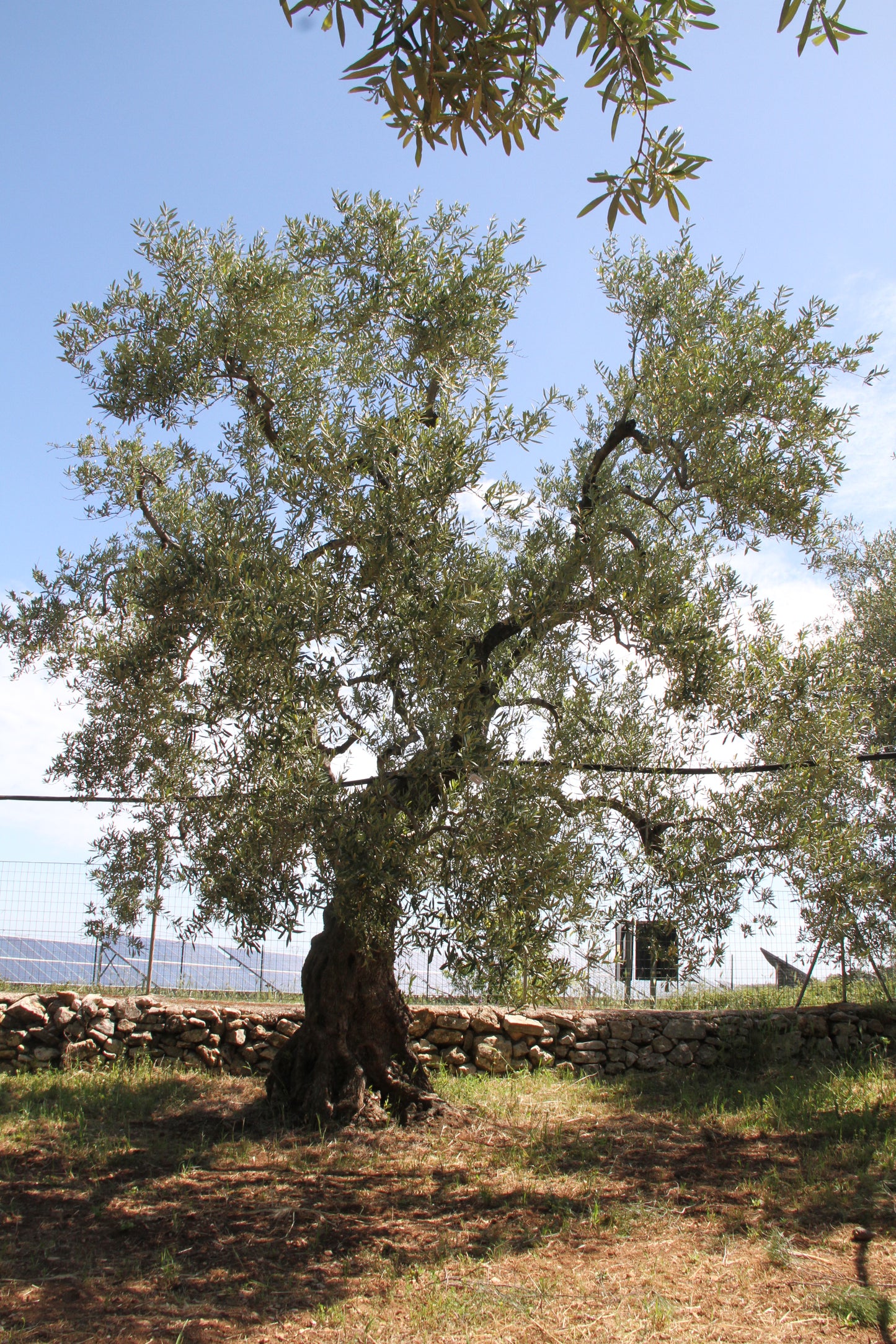 Olivenbaum 19