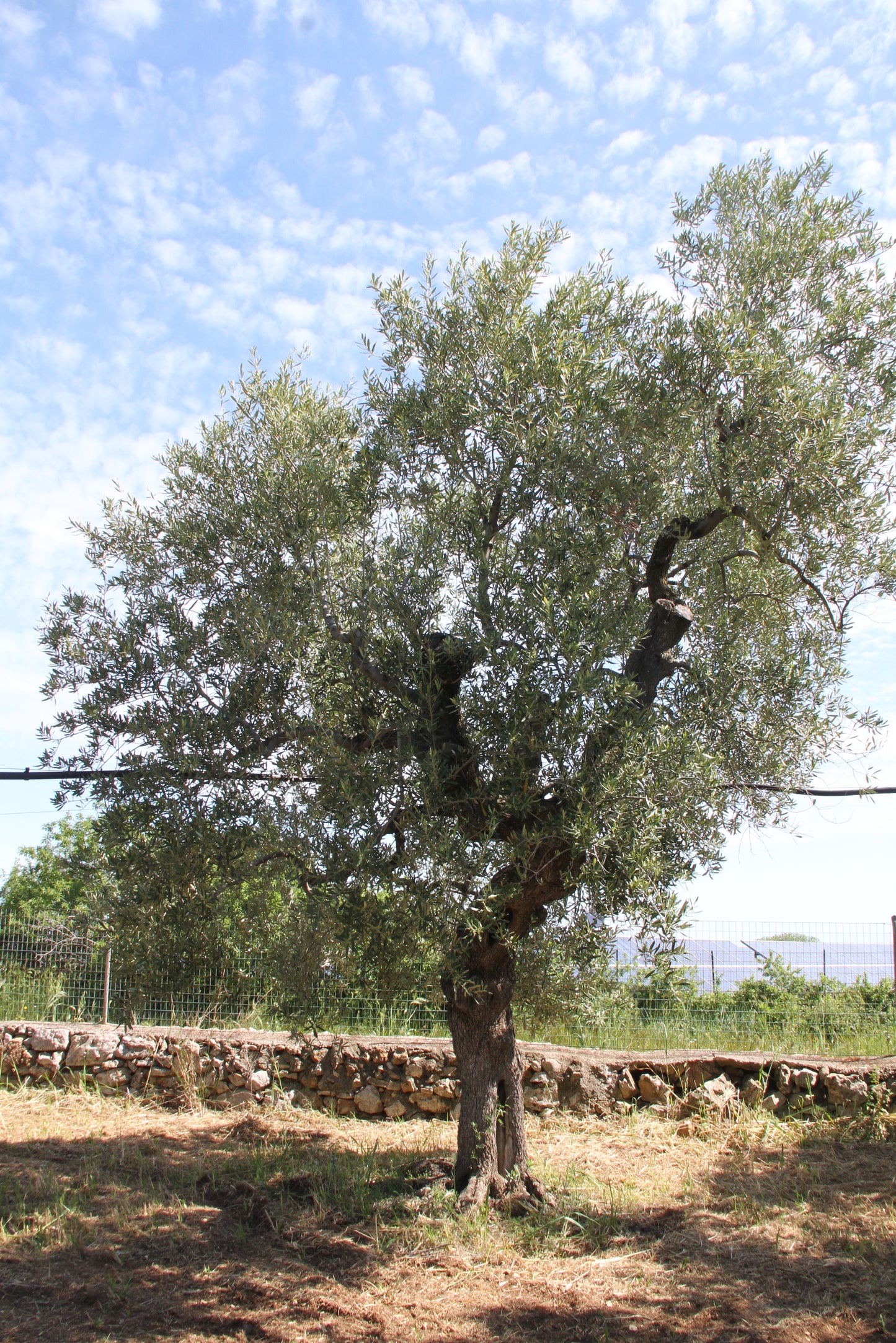 Olivenbaum 2