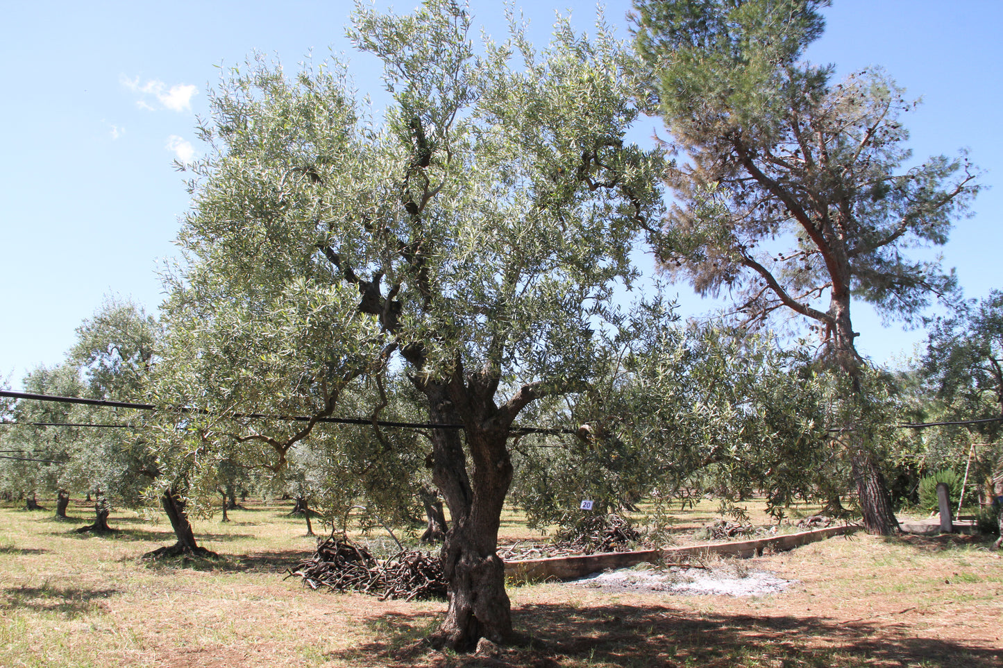 Olivenbaum 20