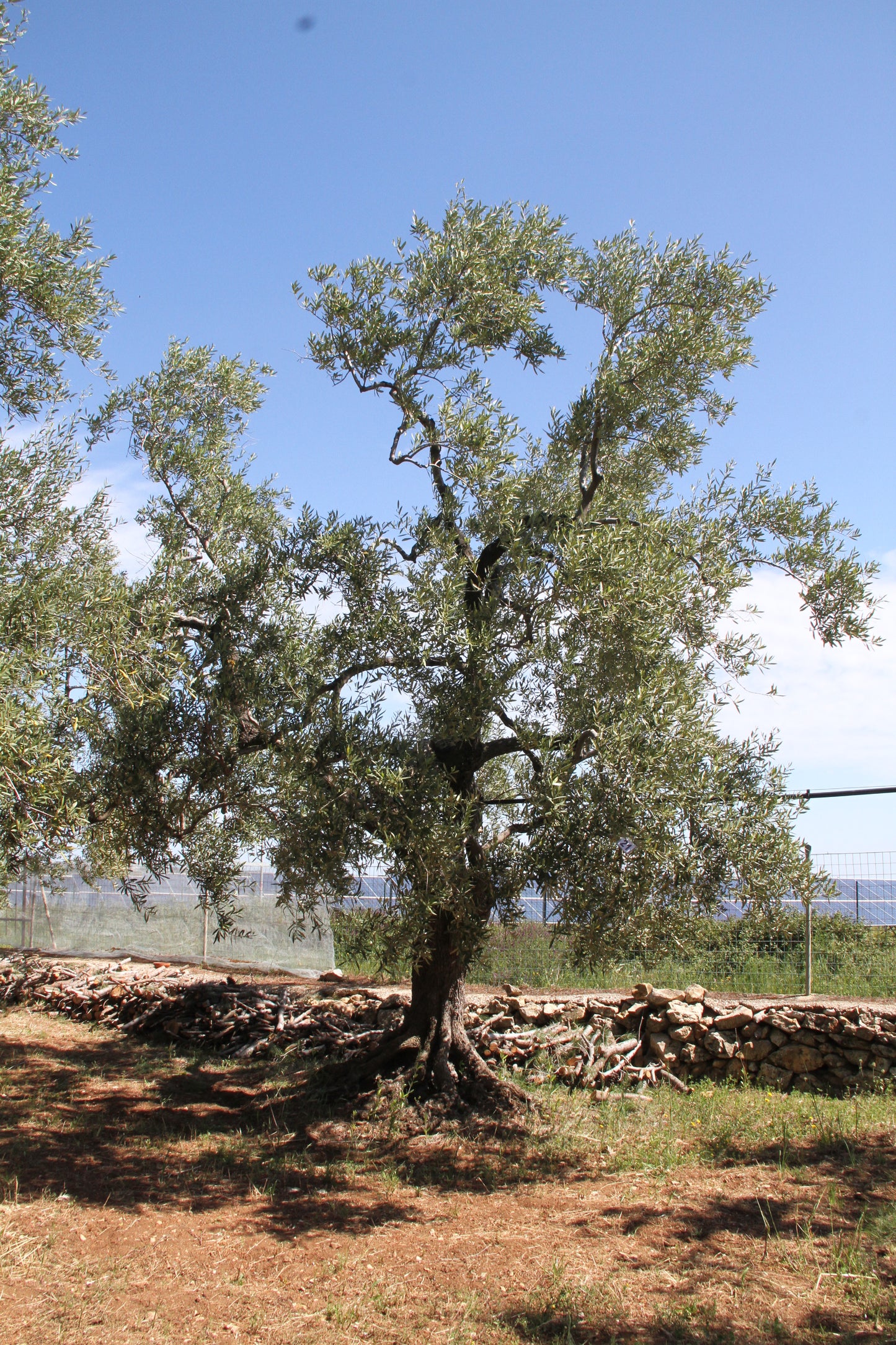 Olivenbaum 21