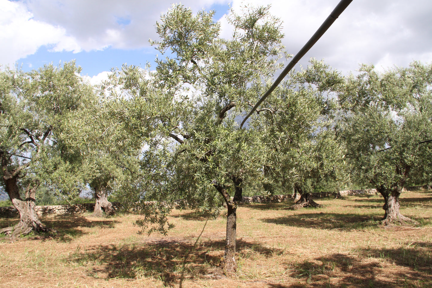 Olivenbaum 25