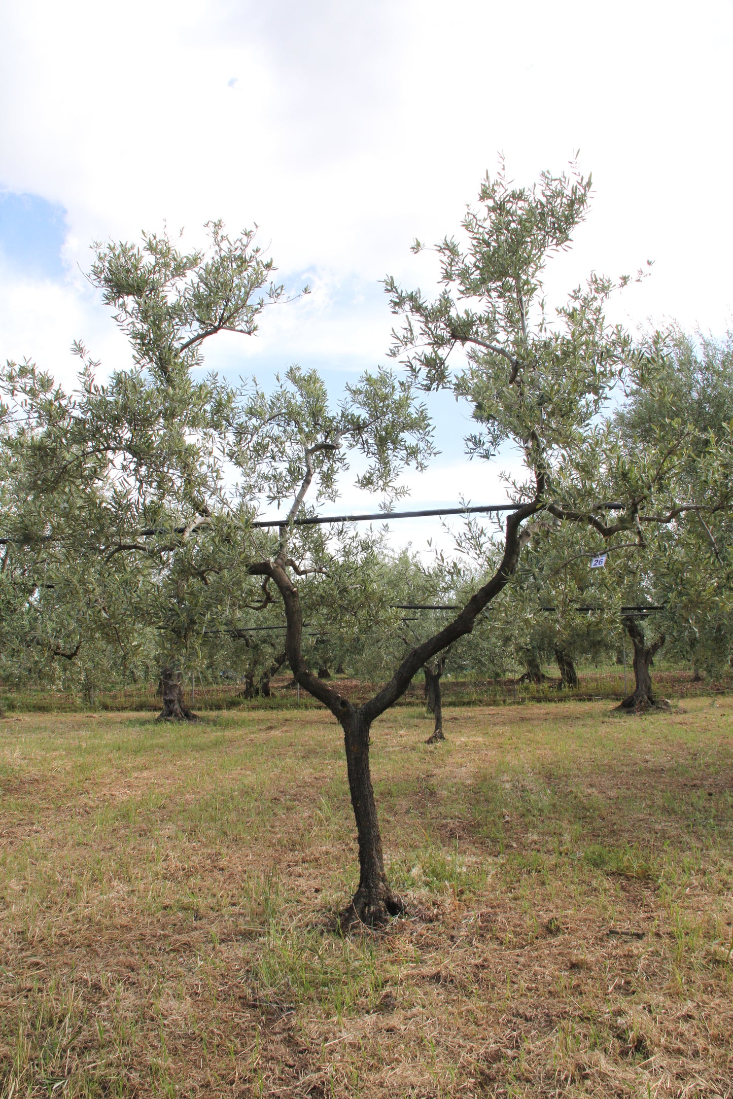 Olivenbaum 26