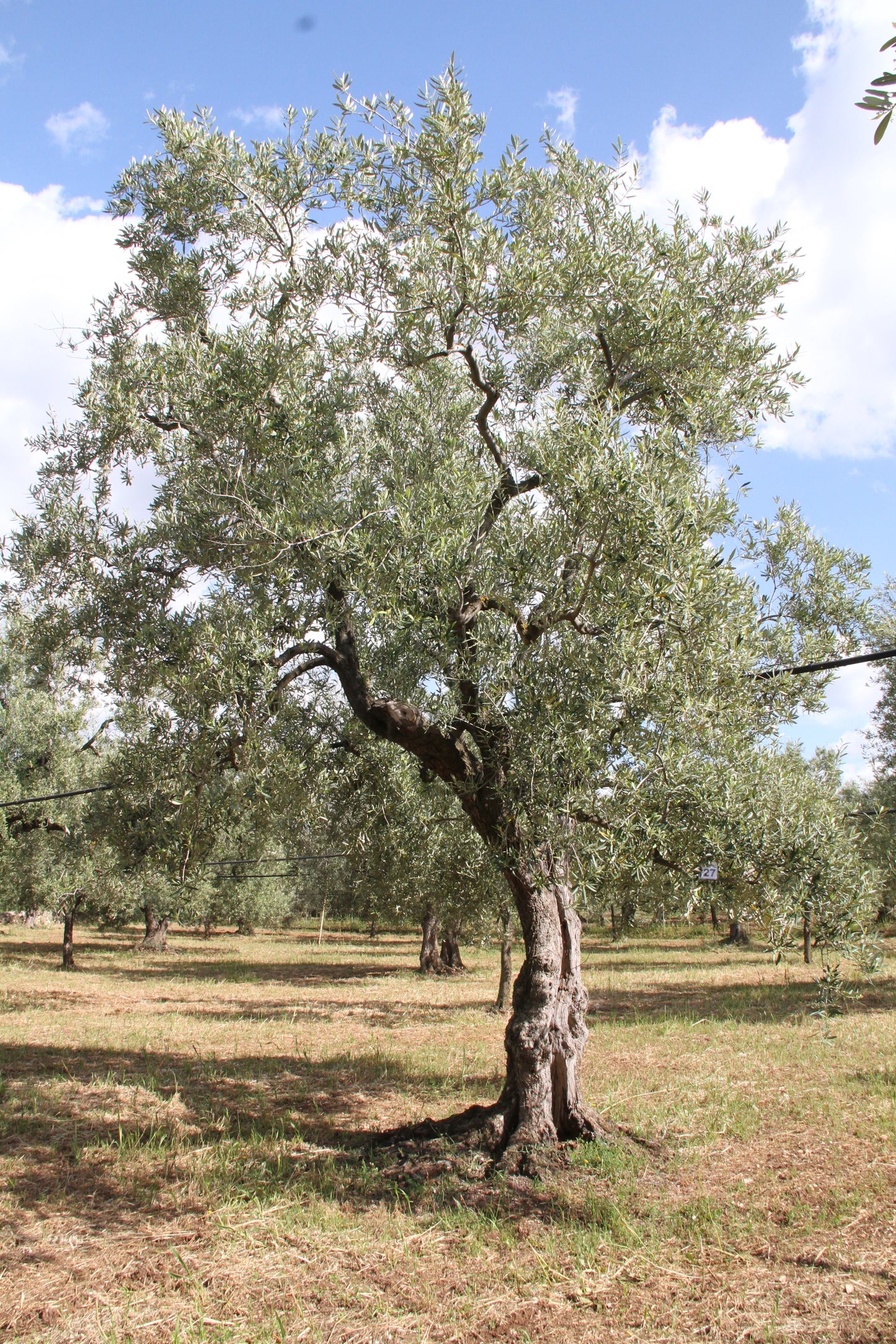 Olivenbaum 27