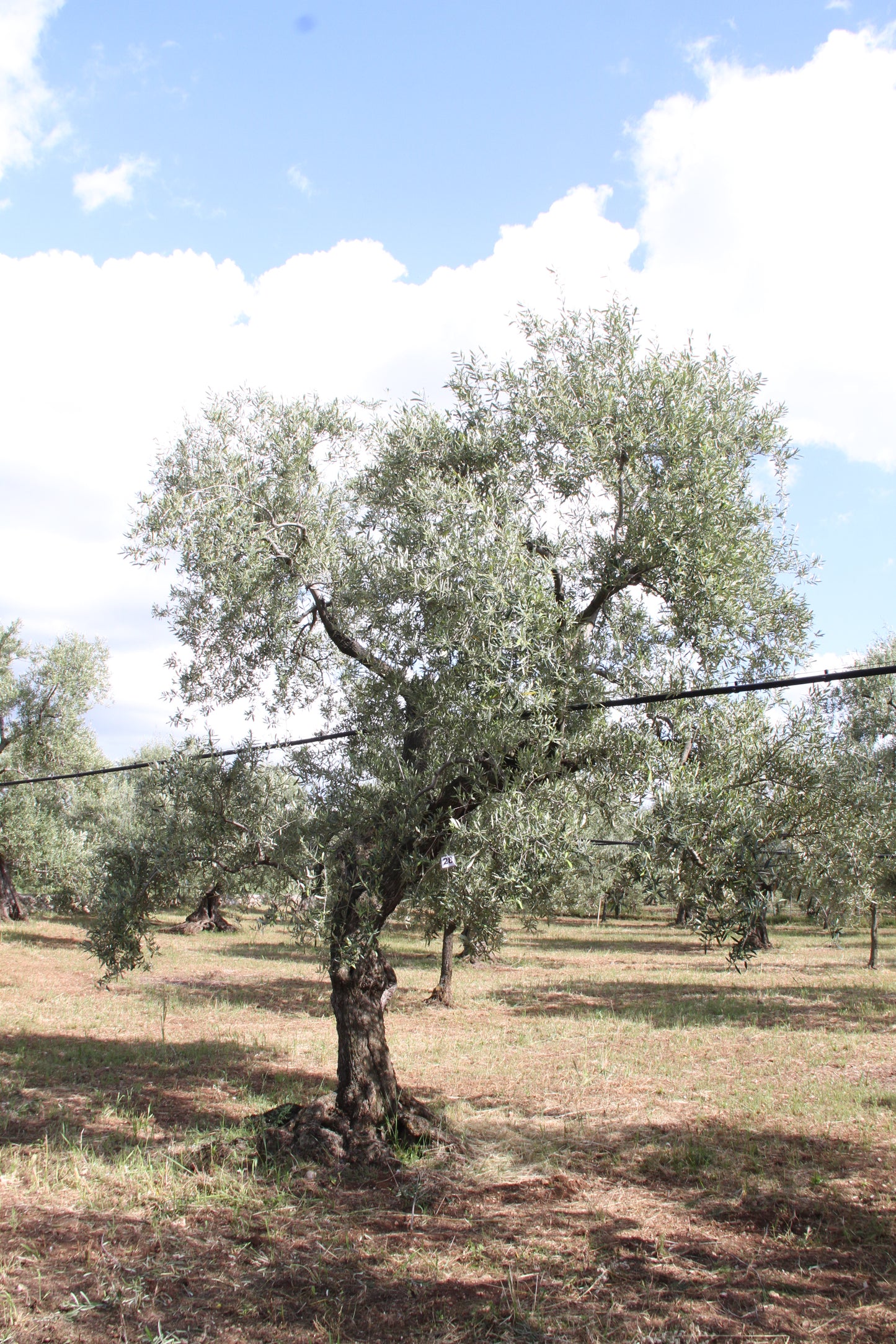 Olive tree 28