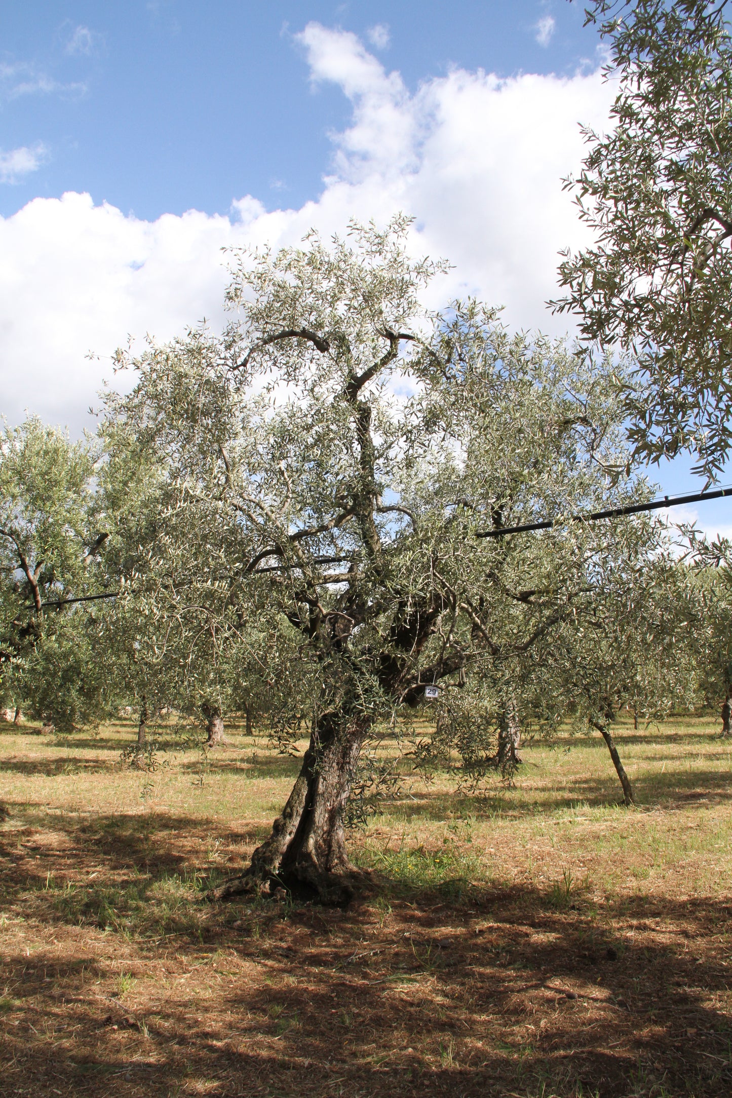 Olivenbaum 29