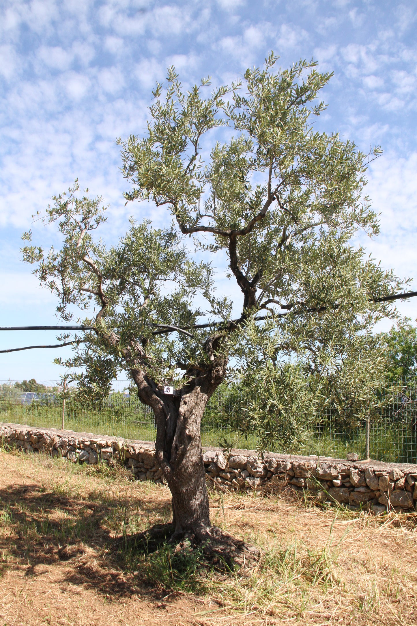 Olivenbaum 3