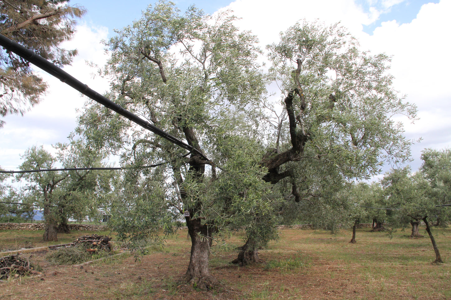 Olivenbaum 30