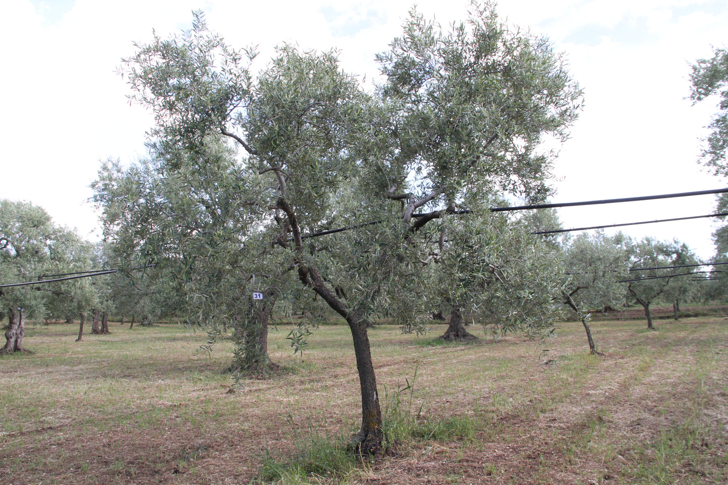 Olivenbaum 31