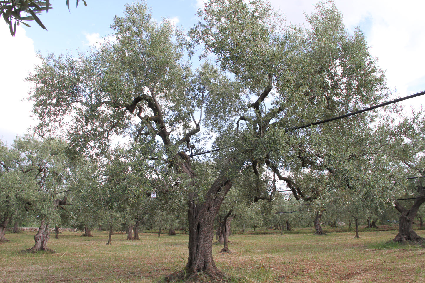 Olivenbaum 33
