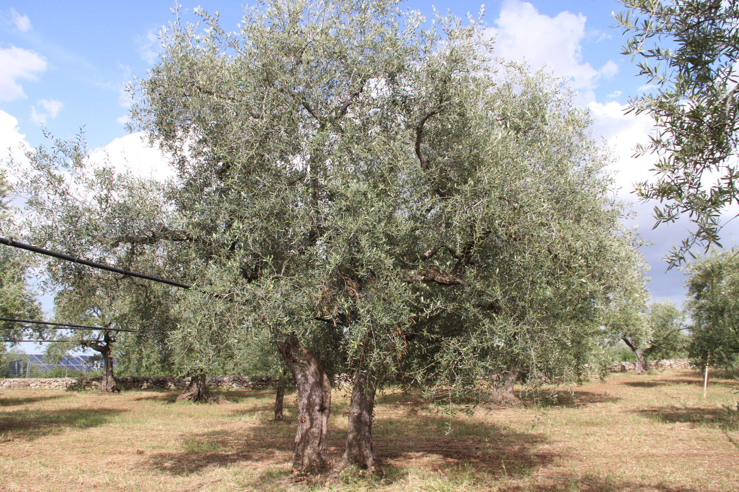 Olivenbaum 35