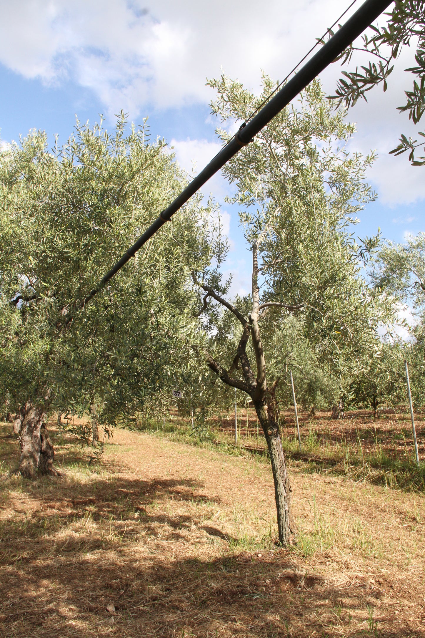 Olive tree 37