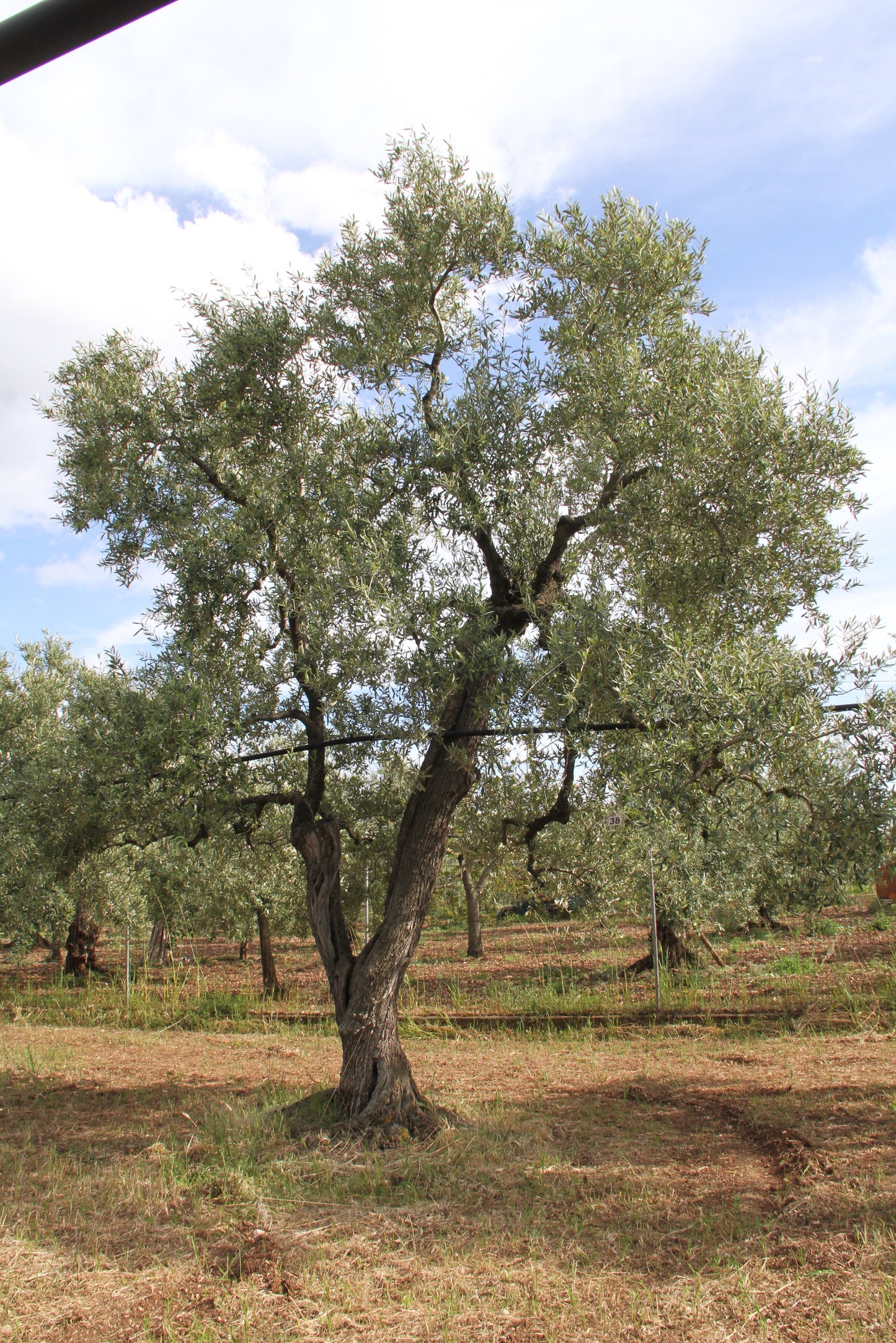 Olive tree 38
