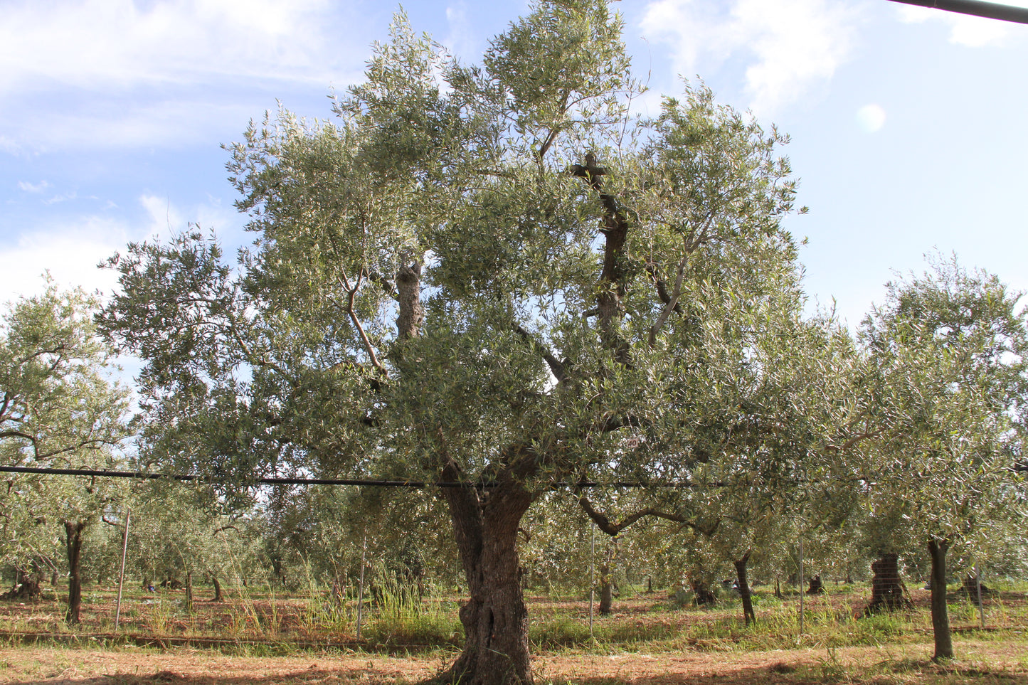Olivenbaum 40