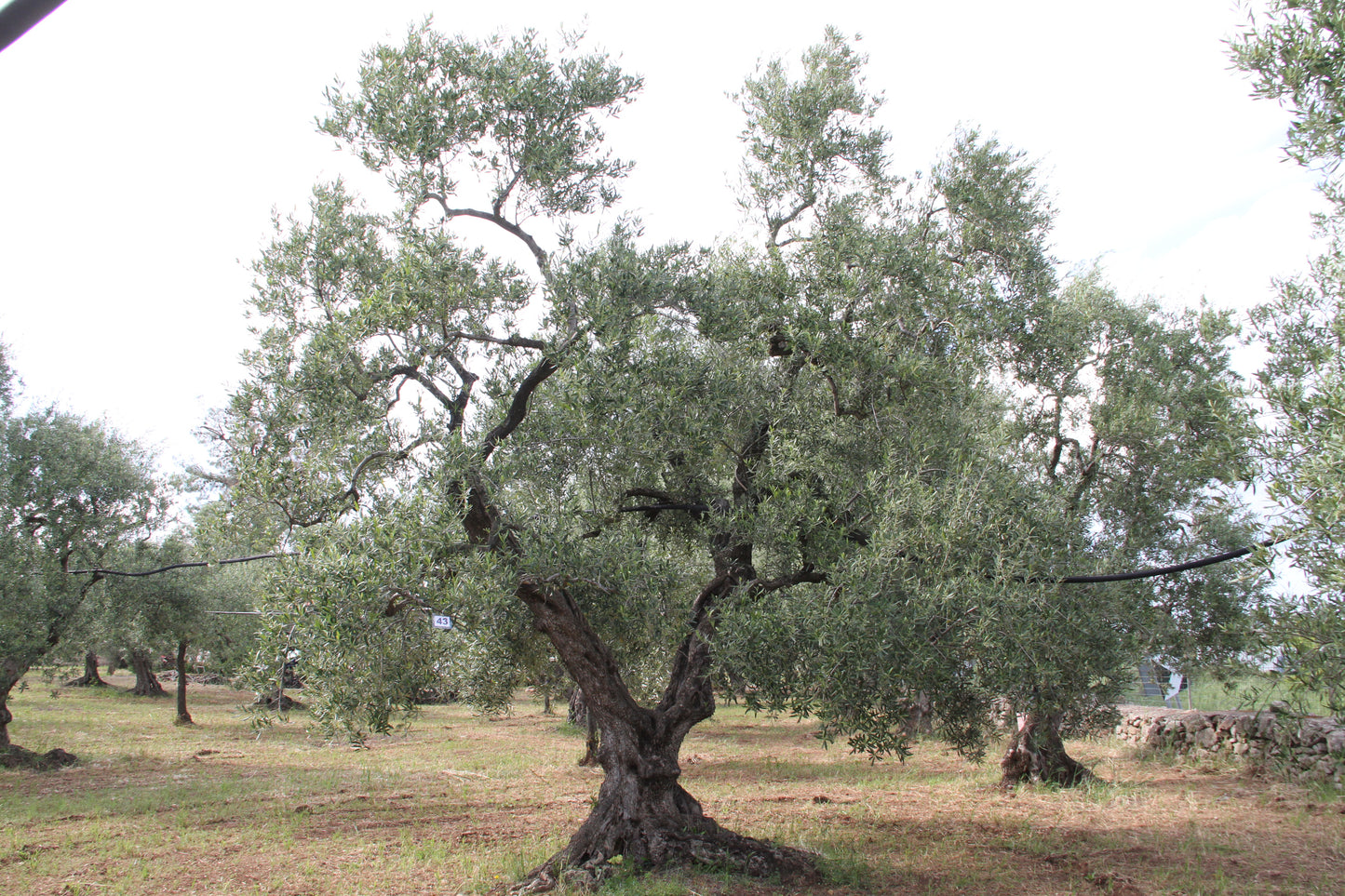 Olive tree 43