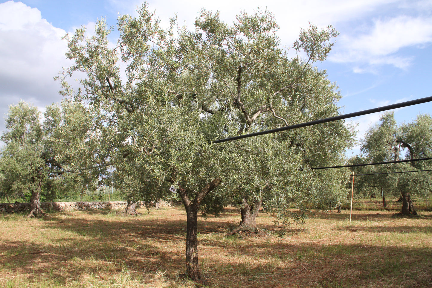 Olivenbaum 44