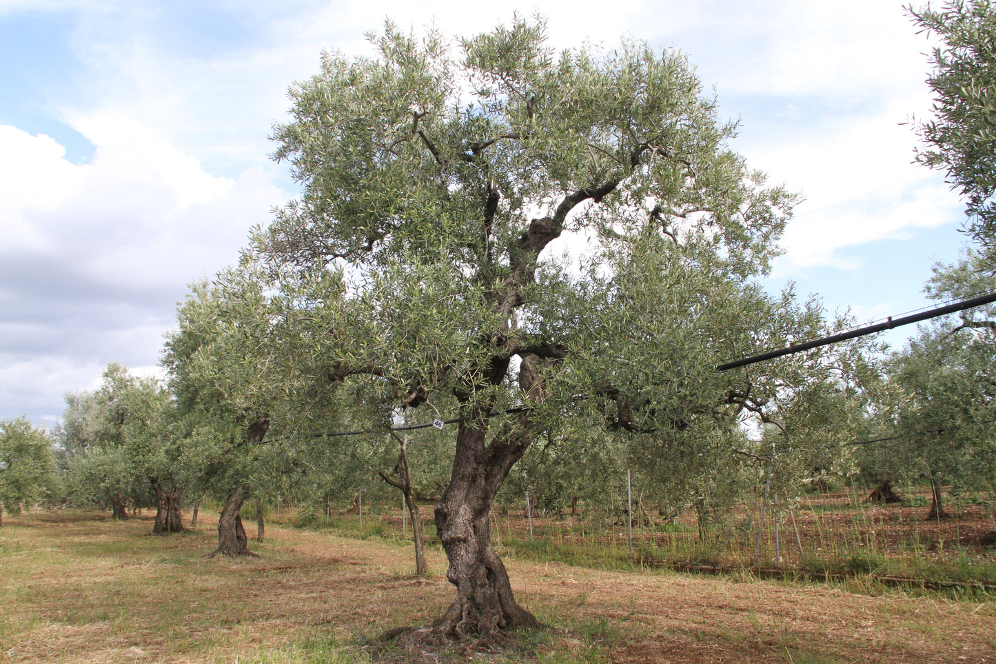 Olivenbaum 46