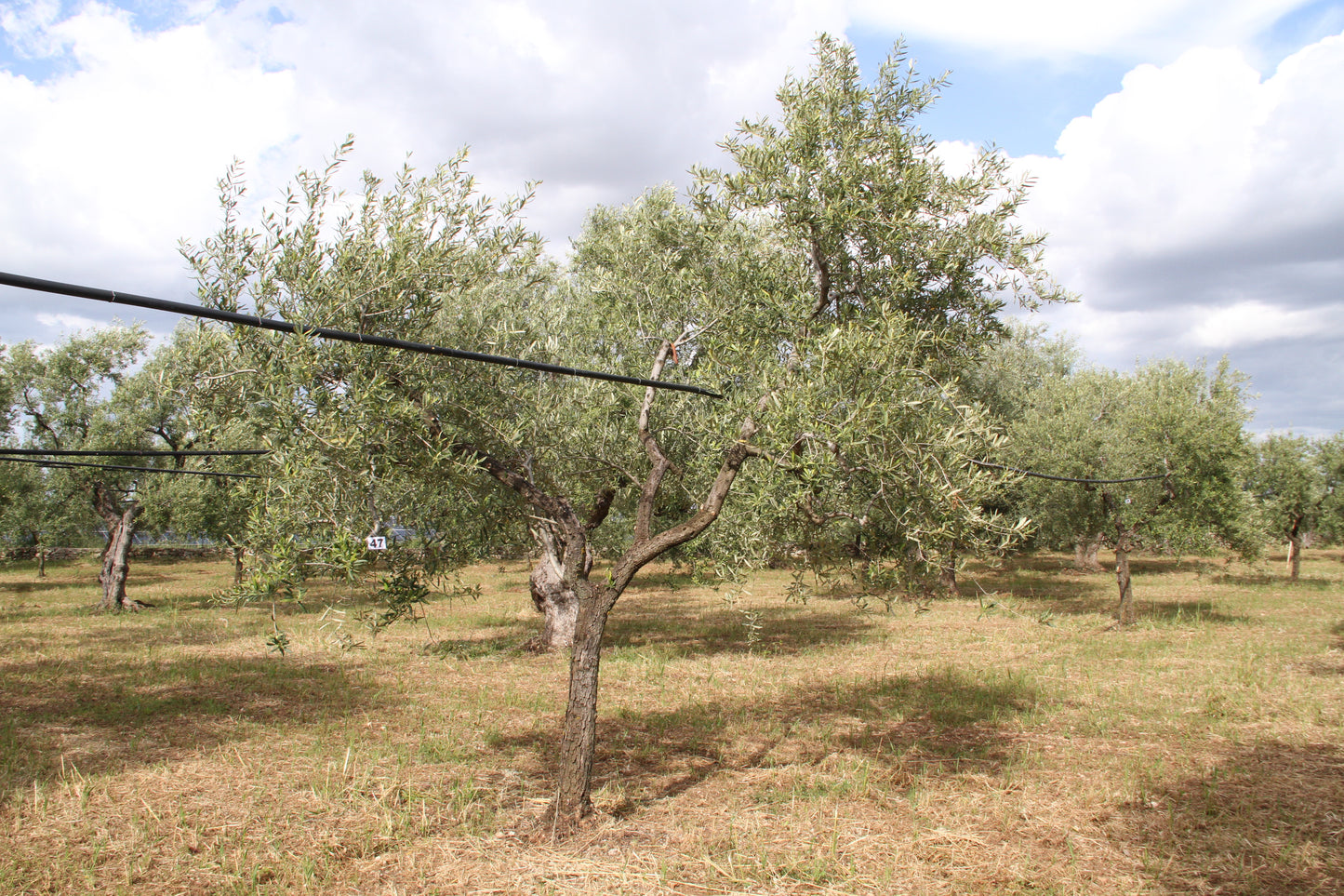Ulivo 47