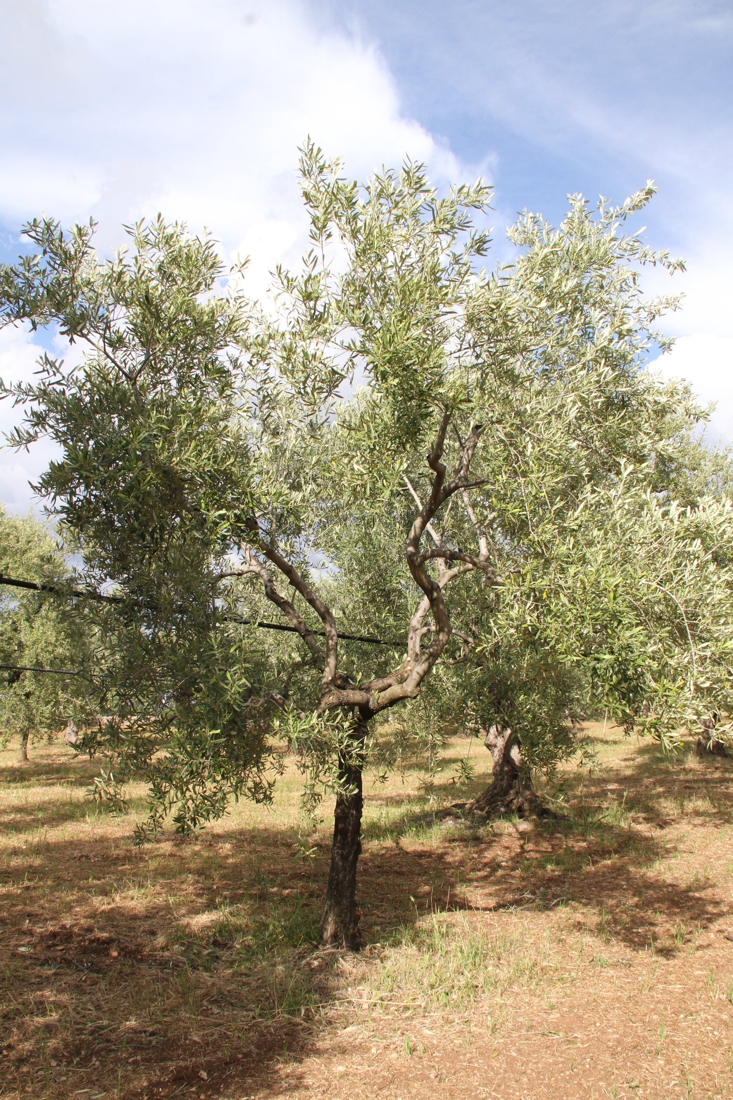 Olivenbaum 48