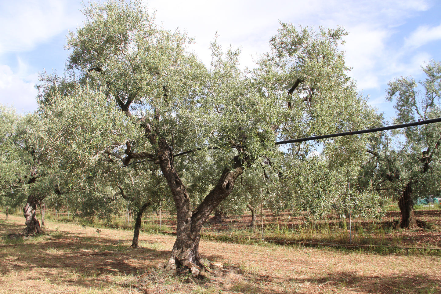 Olive tree 49