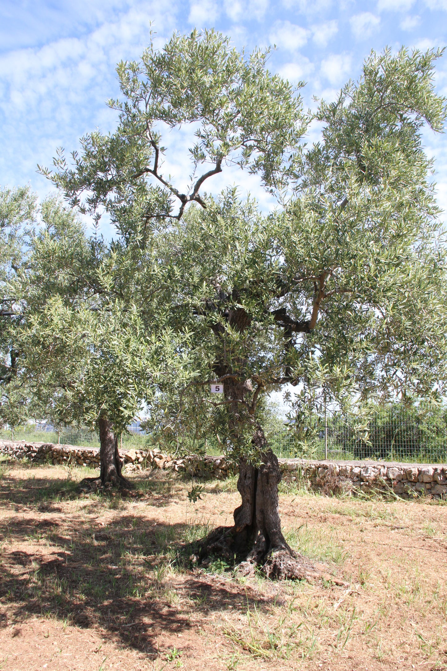 Olive tree 5