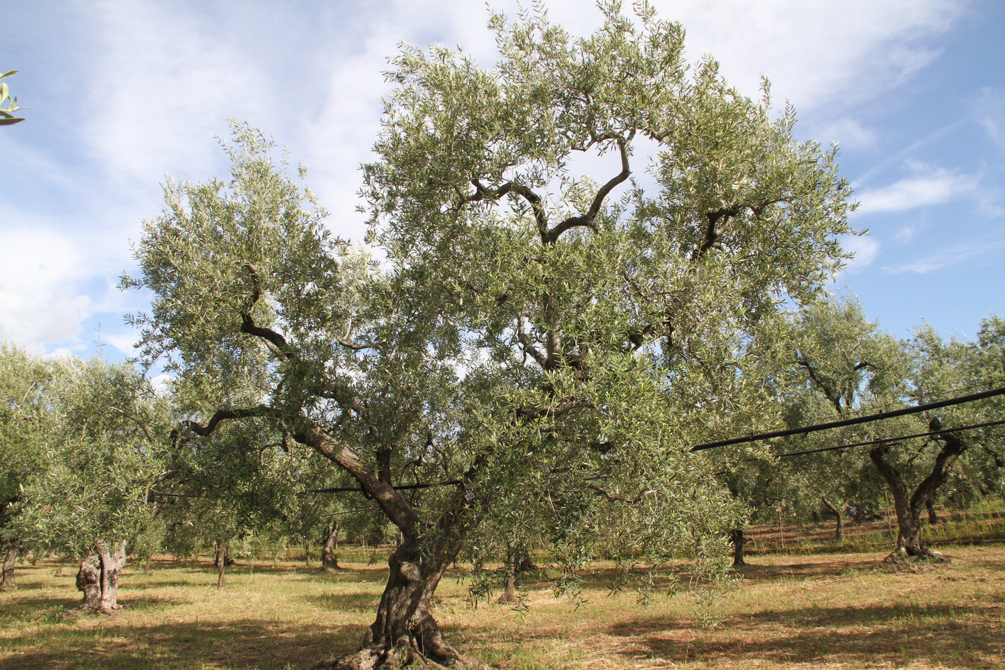 Olivenbaum 50