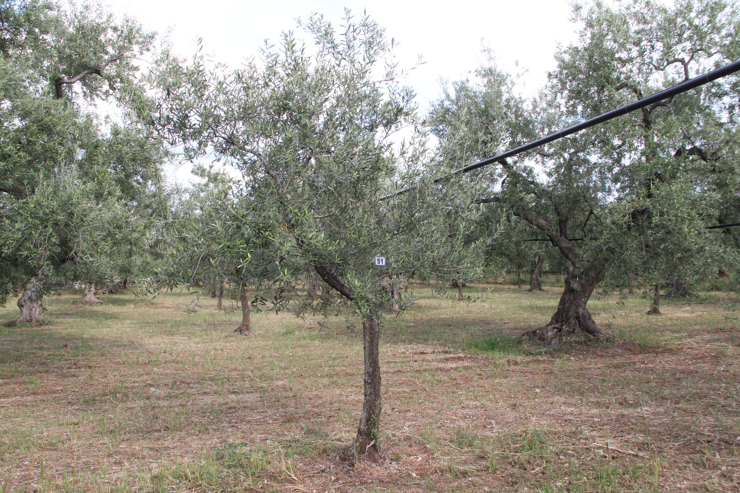Olivenbaum 51