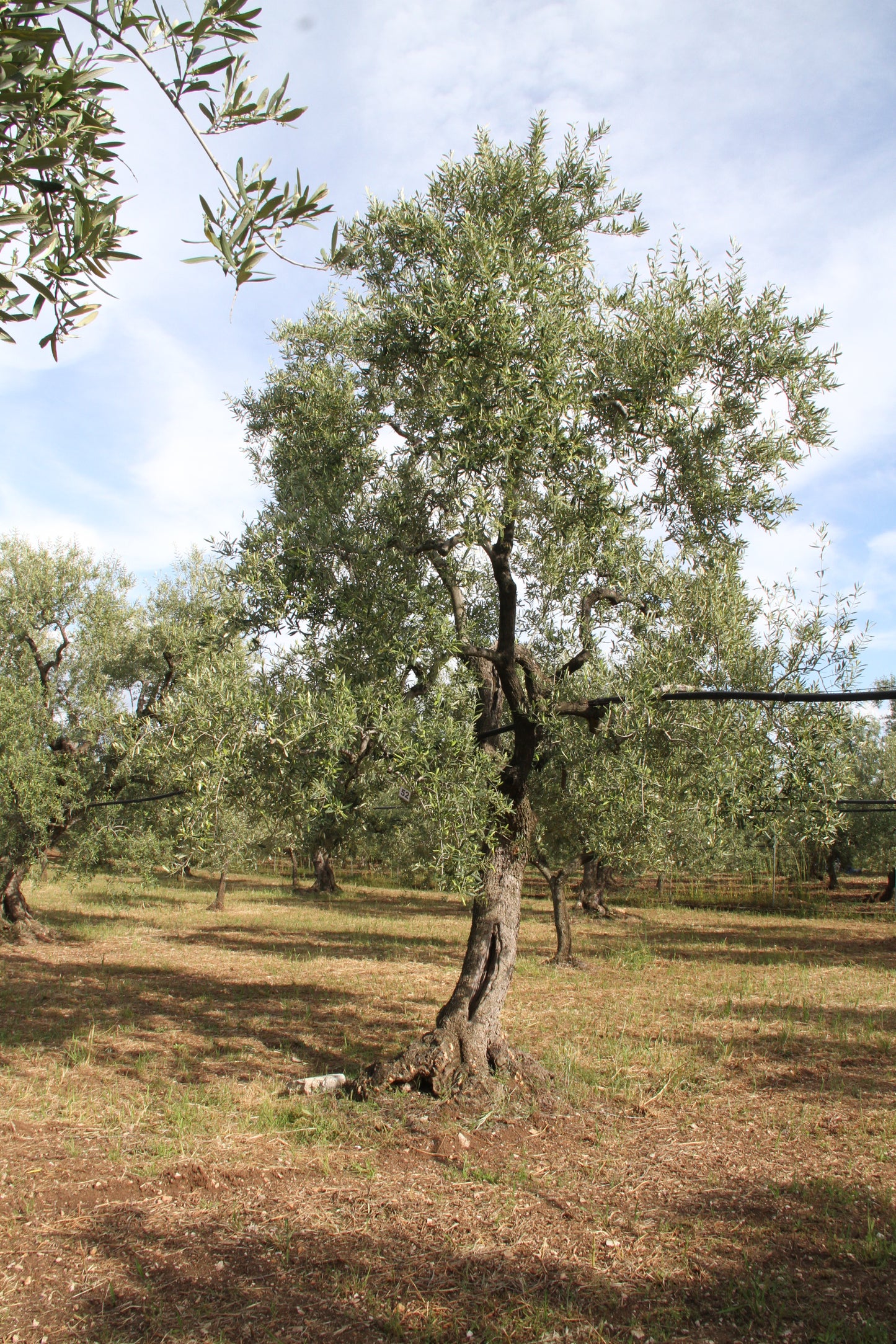 Olivenbaum 52