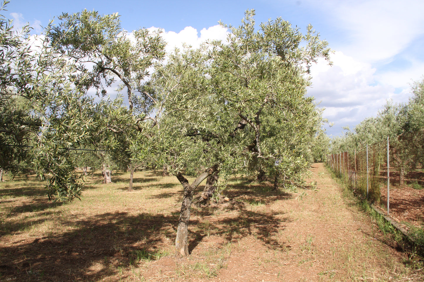 Olivenbaum 54