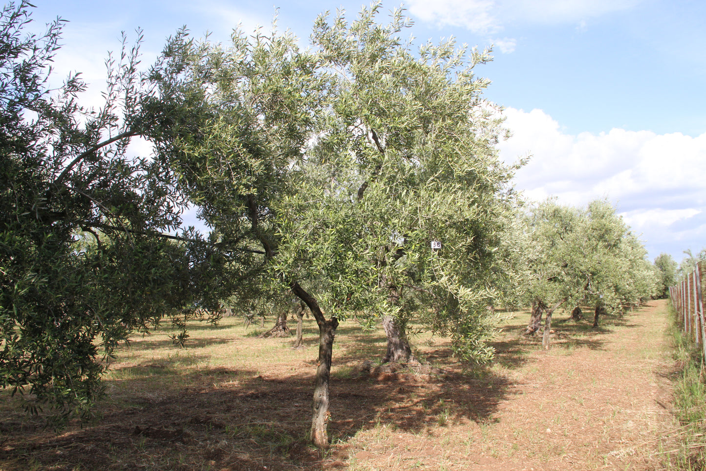 Olivenbaum 56