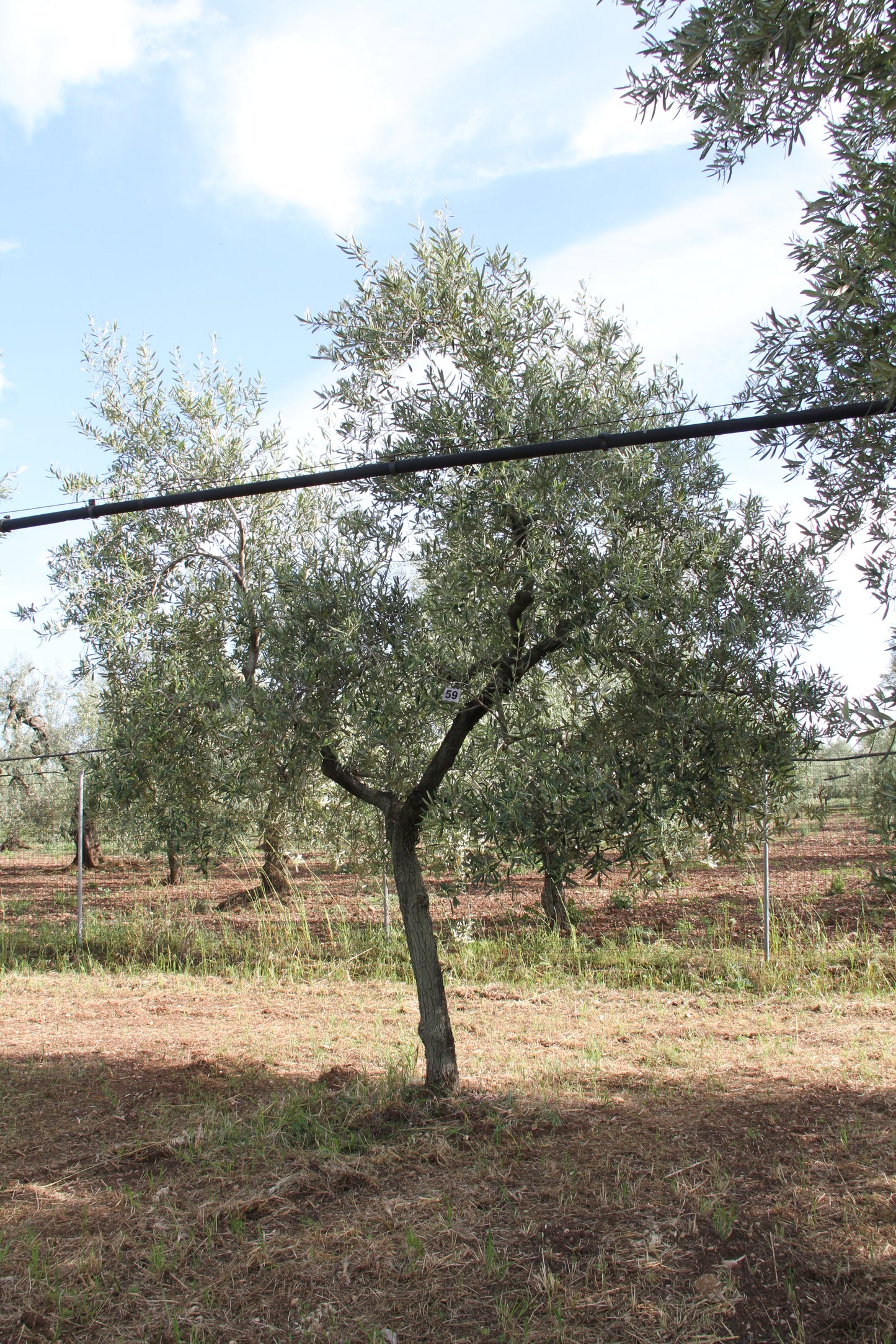Ulivo 59