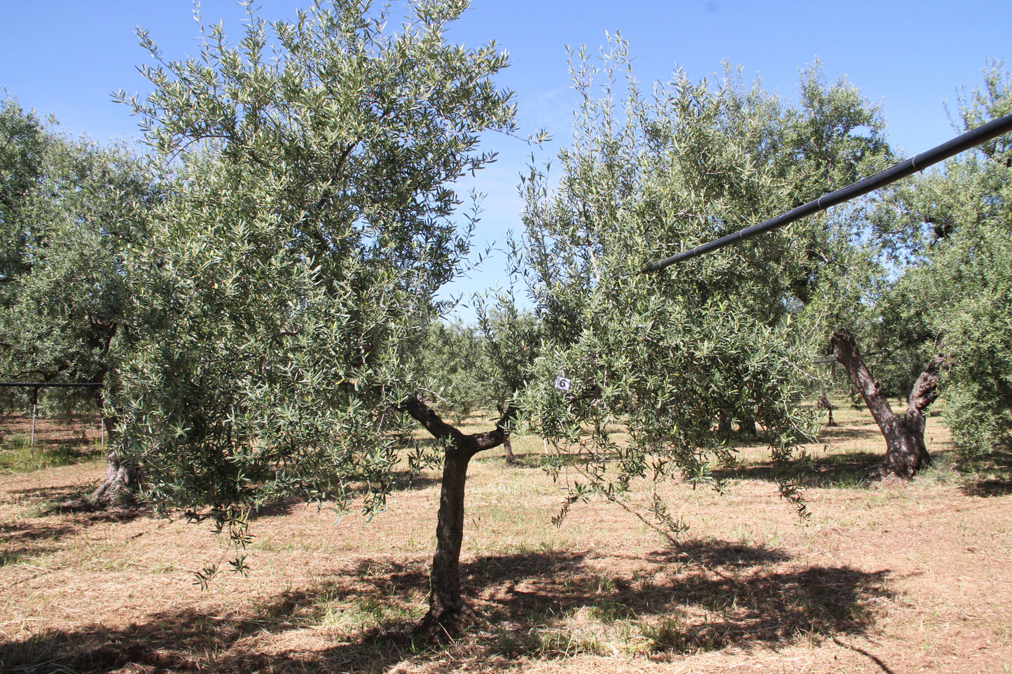 Olive tree 6