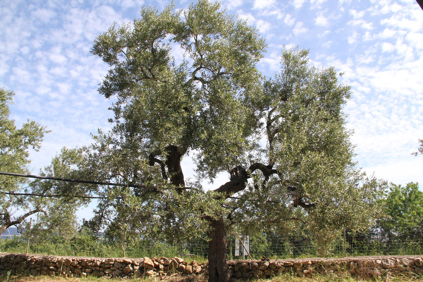 Olive tree 7