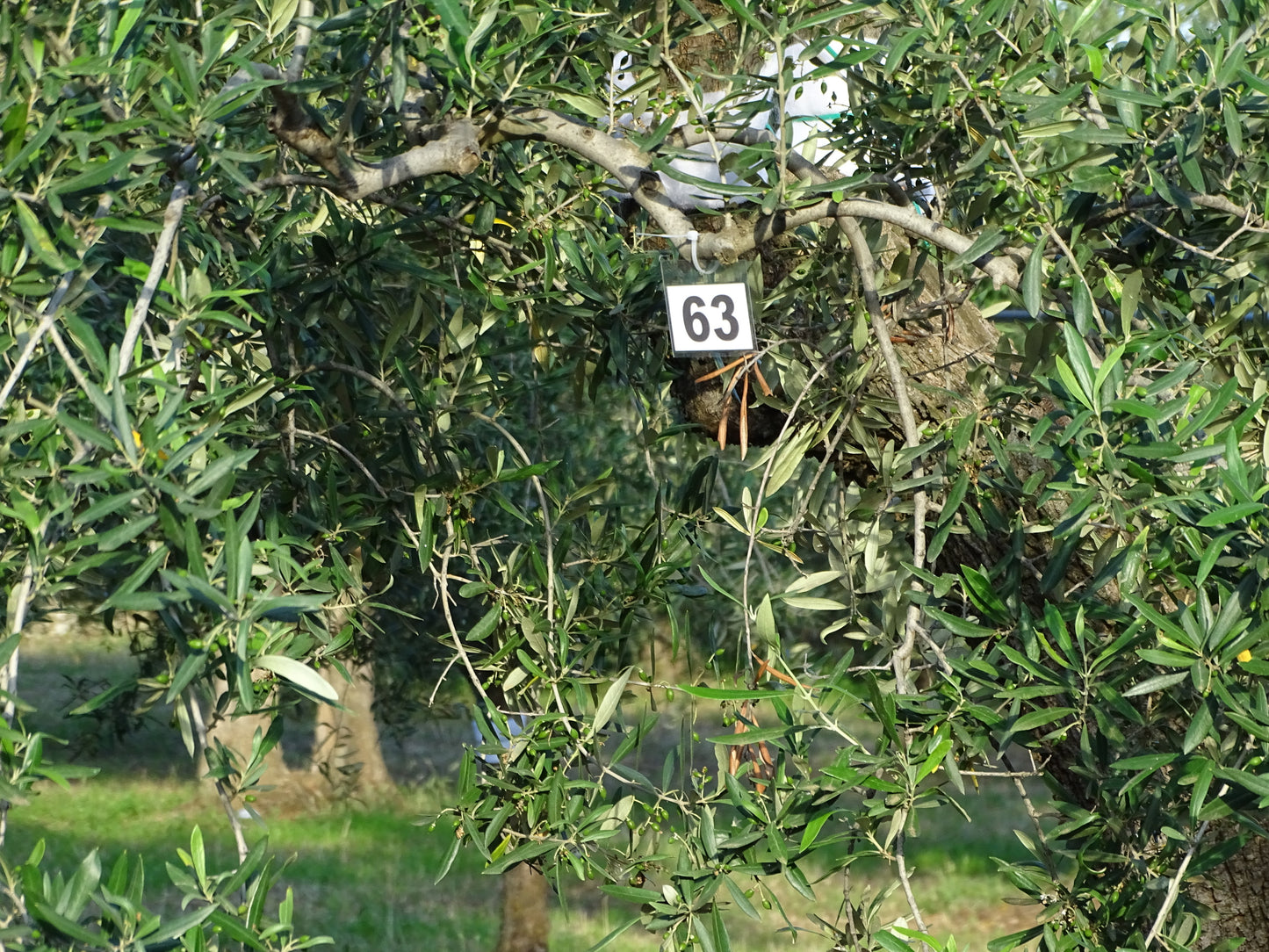 Ulivo 63