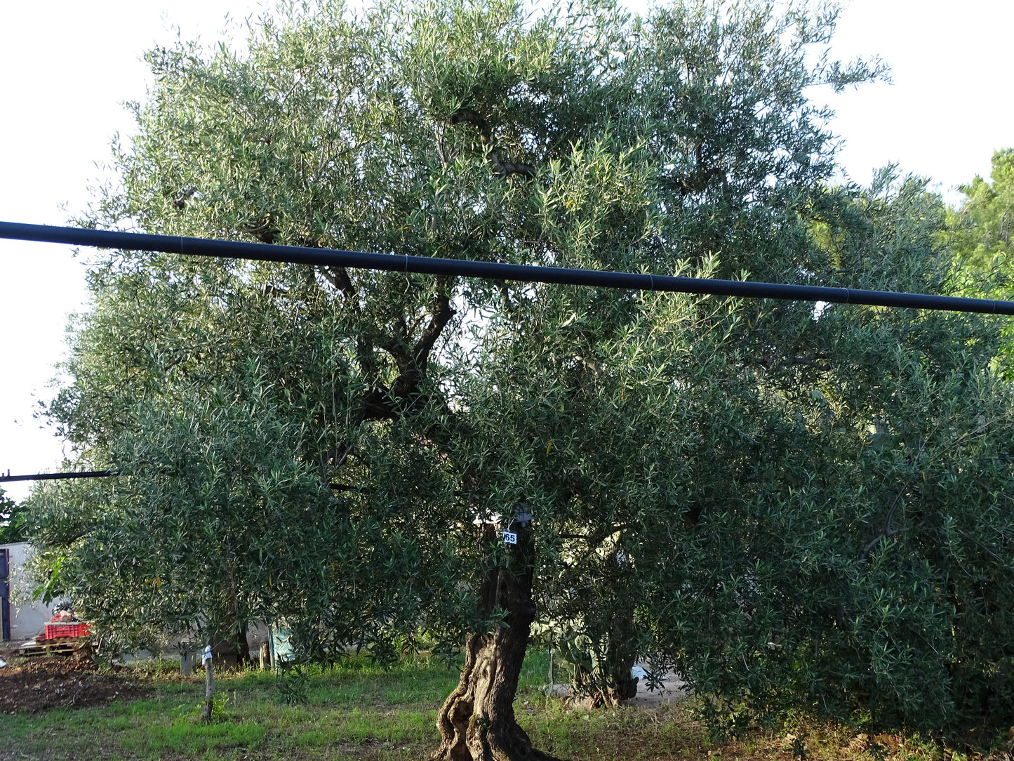 Ulivo 65