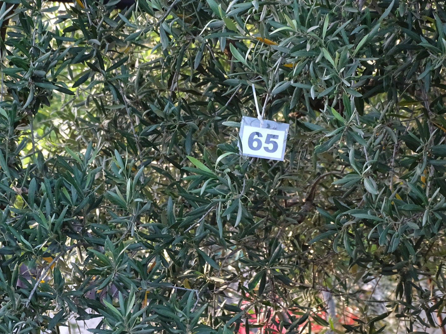 Ulivo 65