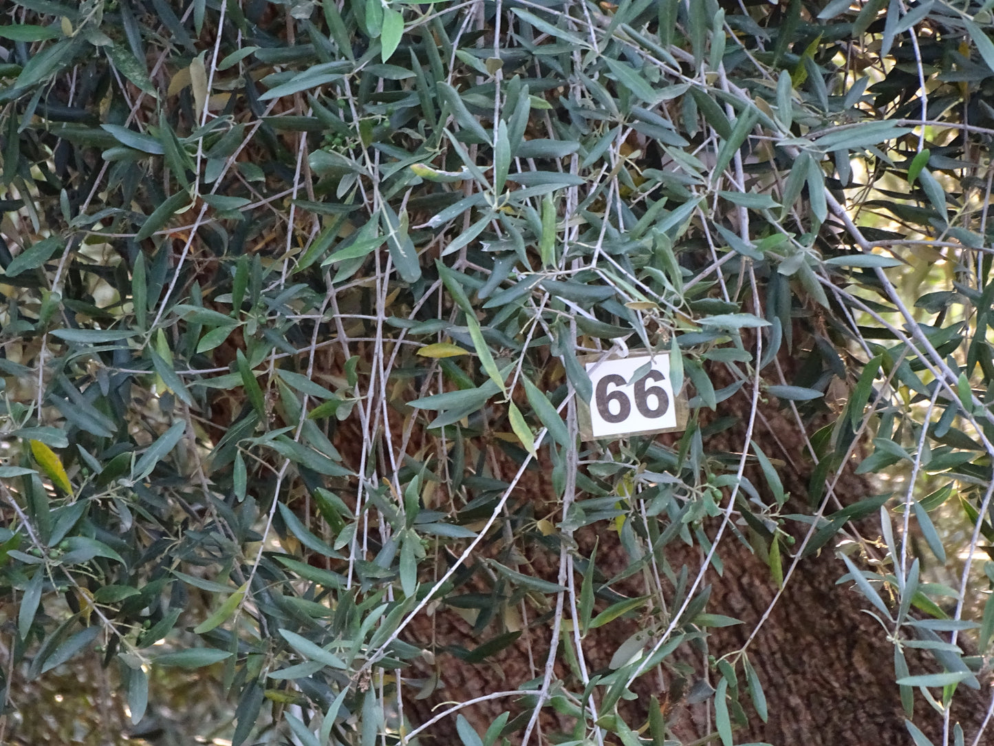Ulivo 66