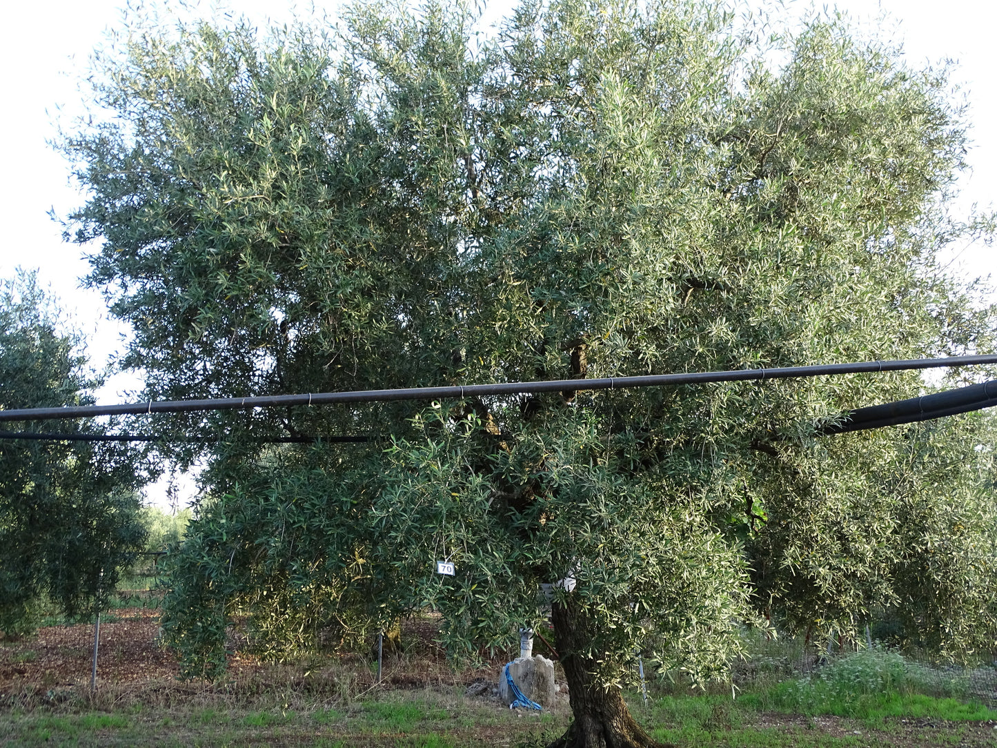 Ulivo 70
