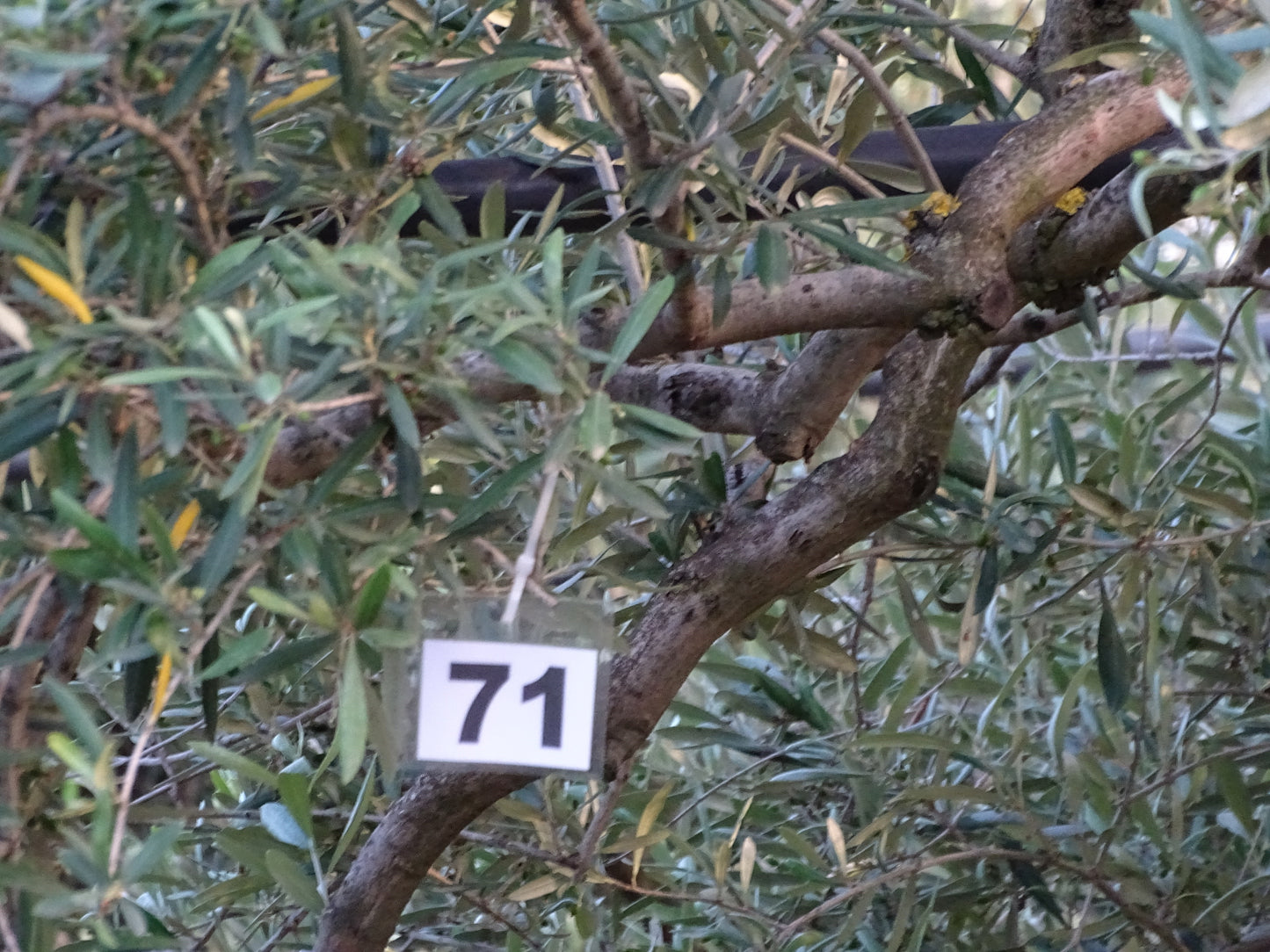 Ulivo 71