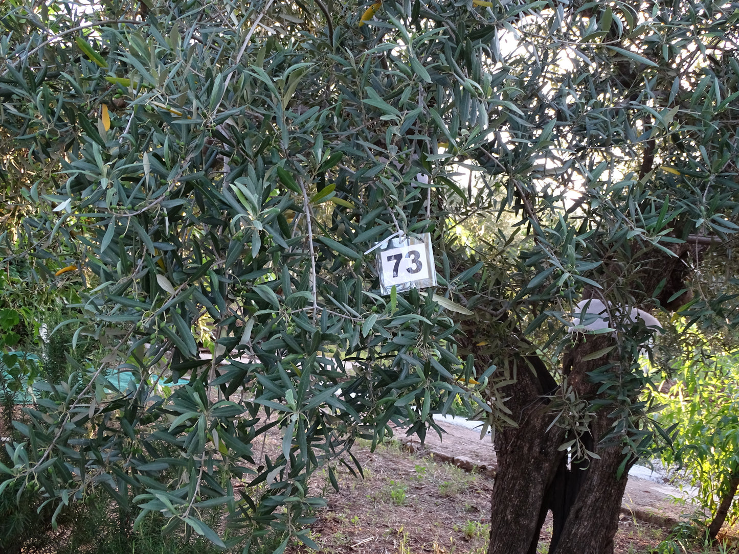 Ulivo 73