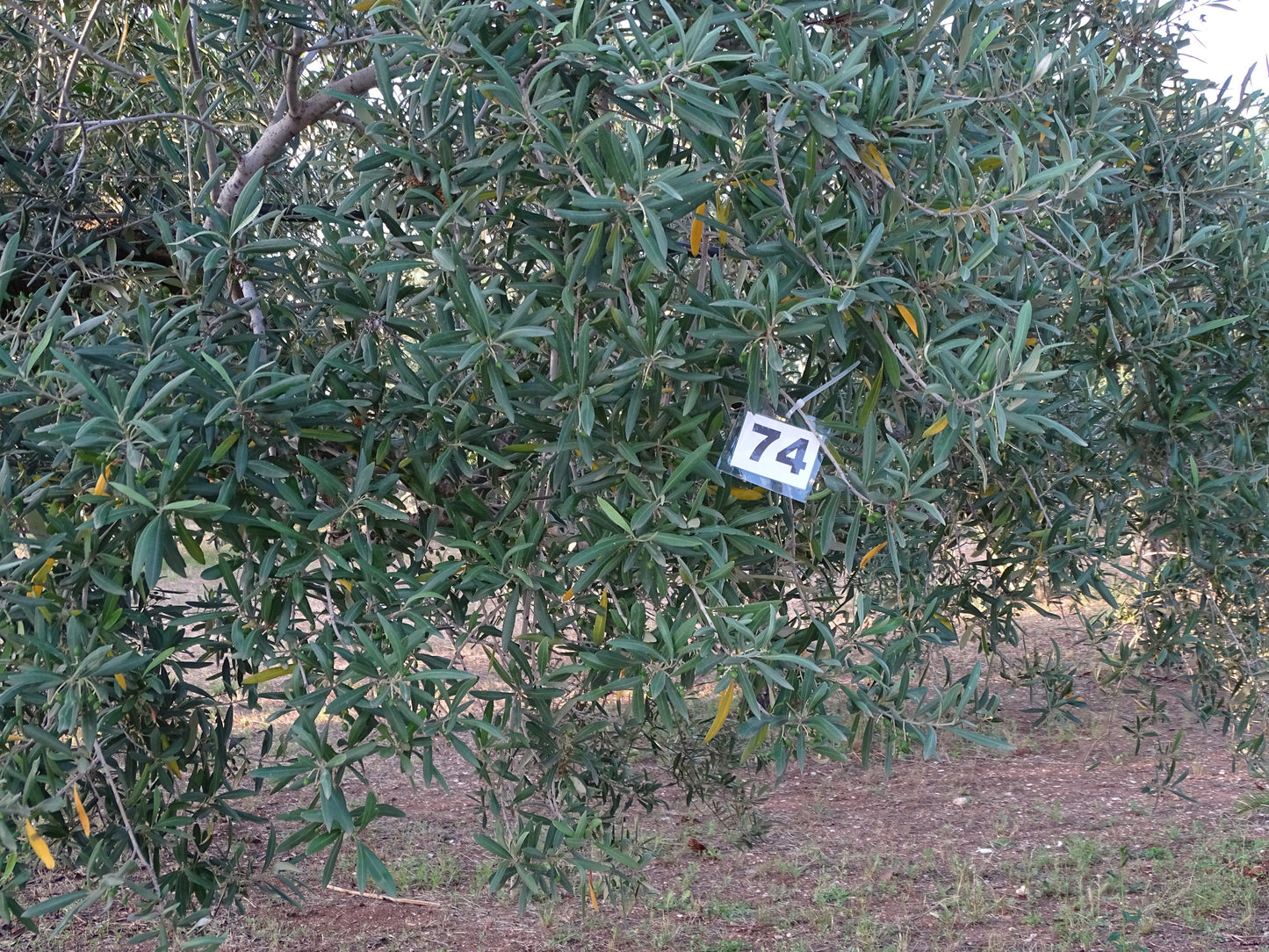 Ulivo 74