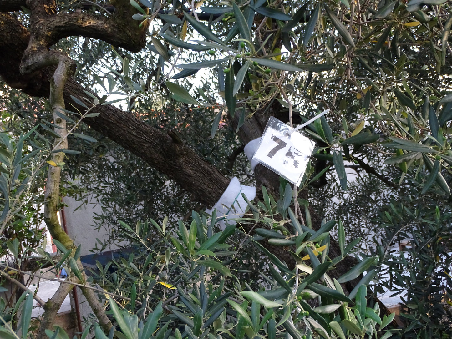 Ulivo 75