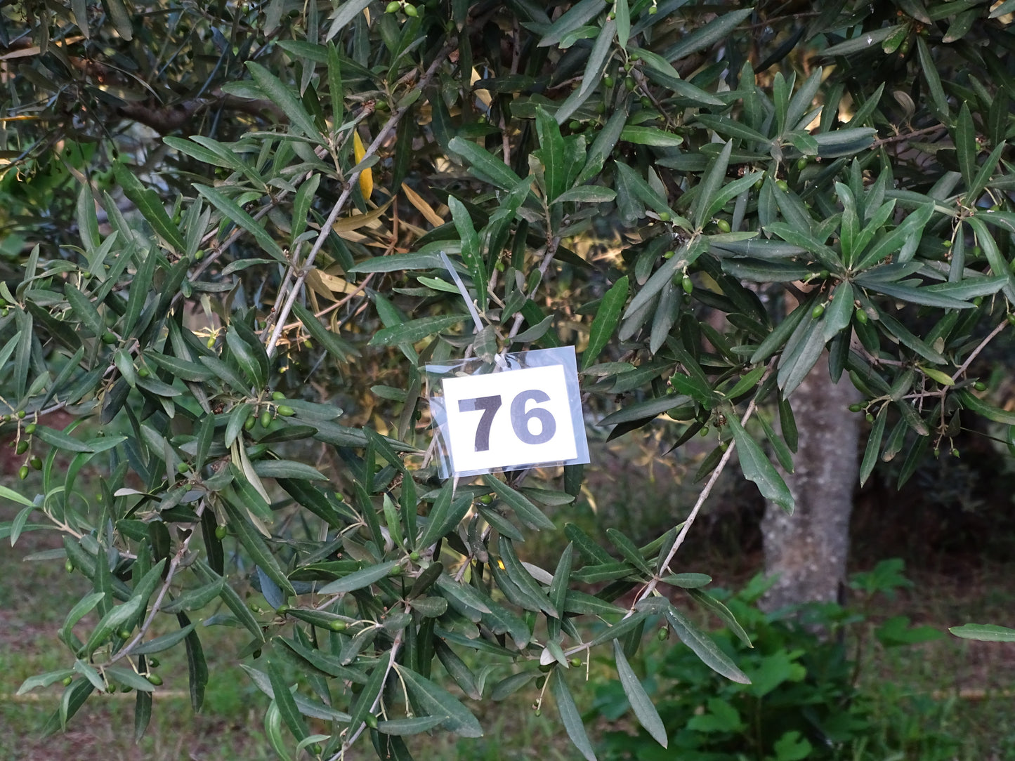 Ulivo 76